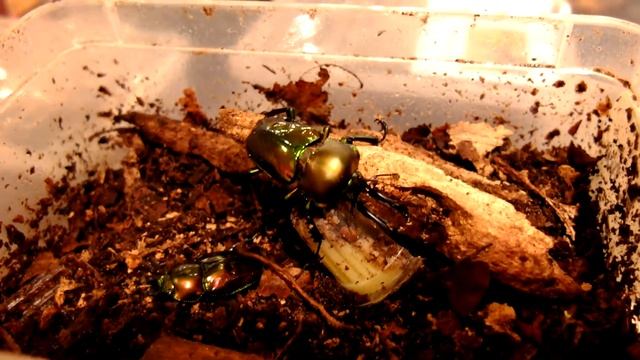 Phalacrognathus muelleri - Hirschkäfer / Stag Beetle смотреть онлайн