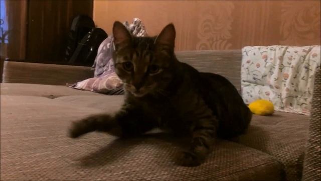 Кот-фотомодель)))Гризли звезда))#смешныекоты#виделивидео смотреть онлайн