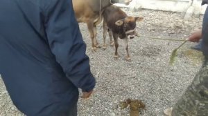 Андижан УЗБЕКИСТАН ПАЙШАНБА МОЛ БОЗОРИ