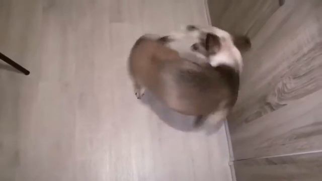 Dog chasing tail .Собачку достал длинный хвост.Карусель-карусель. смотреть онлайн