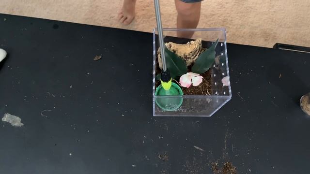 Tarantula rehouse! Omothymus violaceopes | Singapore Blue смотреть онлайн