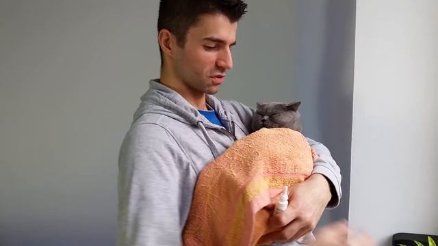 Jak zakroplić oczy kota? Zakraplanie oczu u kotów | ForumWiedzy смотреть онлайн