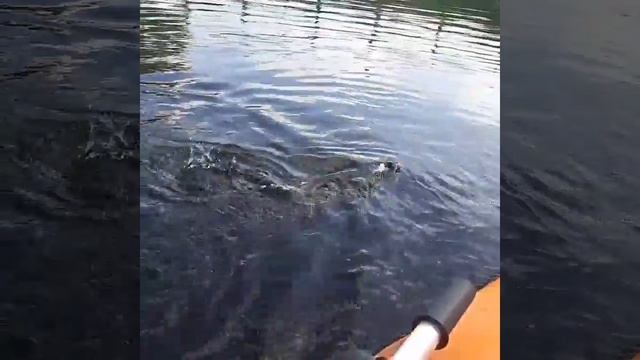 Дядя Васяя🤣👍 смотреть онлайн