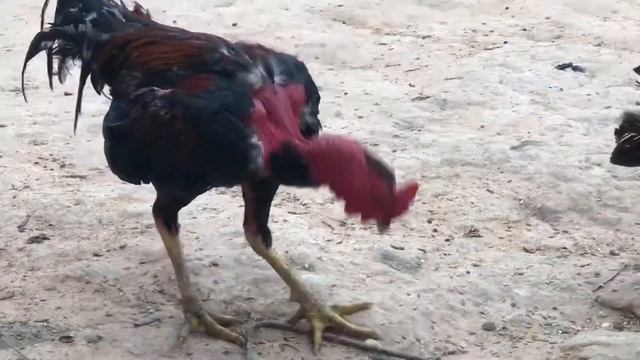 Pigeon, Goose, Duck, Chicken Feeding смотреть онлайн