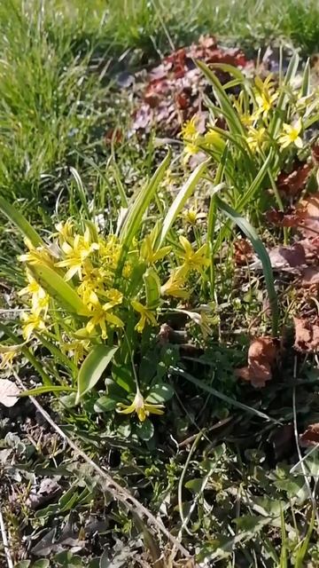 гусиный лук смотреть онлайн