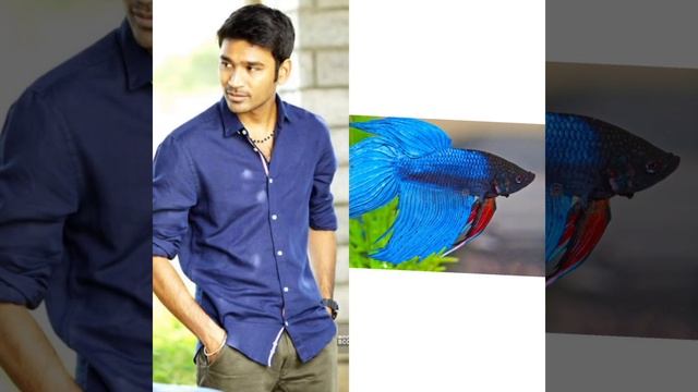 Dhanush vs betta fish 🐟 смотреть онлайн