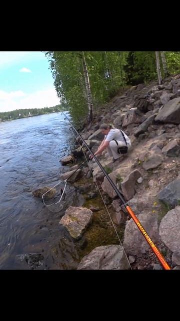 Кумжа #fishing #fishingvideo #рыбалка #trout смотреть онлайн