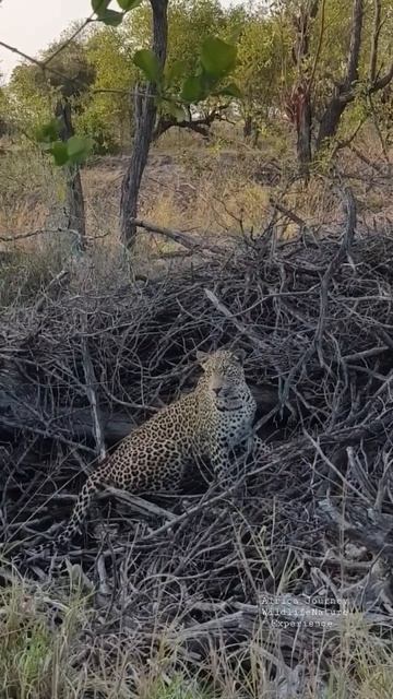 young leopard searching for potential prey #shorts #travel #nature #photography смотреть онлайн