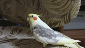 Попугай корелла разговаривает