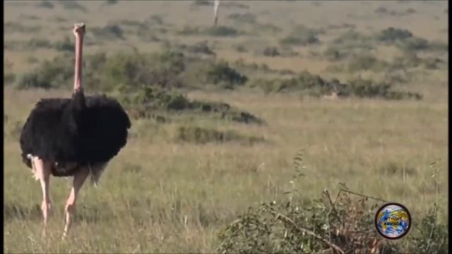 Ostrich Toilet смотреть онлайн