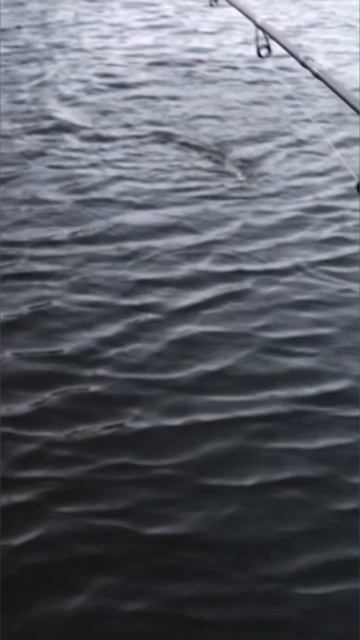 ЩУКА ДАЕТ ЖАРУ!! #fishing #fish #рыбалка #shots #shorts смотреть онлайн