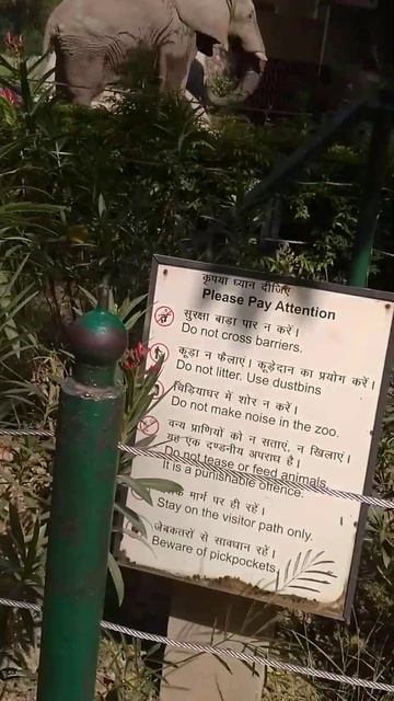 African elephant in delhi zoo 🐘 смотреть онлайн