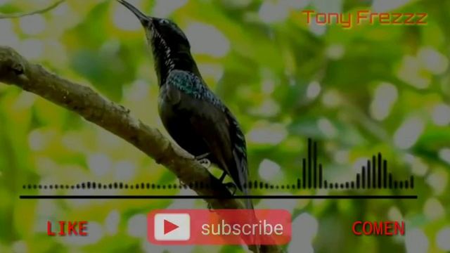 MP3 || Masteran Kolibri Ninja Gacor Tembakan Tajam || Dijamin Mantap смотреть онлайн