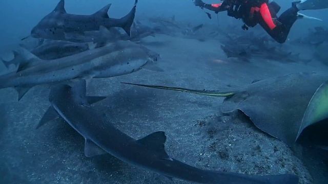 伊戸でダイビング！ドチザメ三昧！ смотреть онлайн