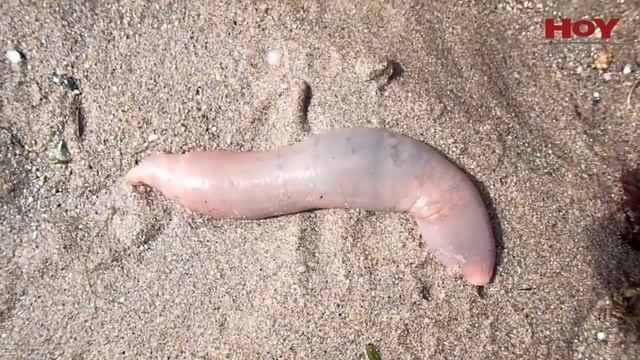 Un cardumen de “peces pene” encalló en una playa de California смотреть онлайн