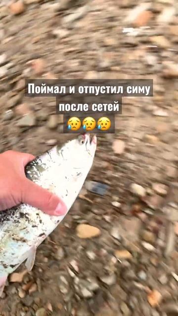 😓Вишневый лосось после сеток #сима #сахалин #рыбалкасахалин #cherrysalmon #sakhalin #サクラマス #カラフト смотреть онлайн