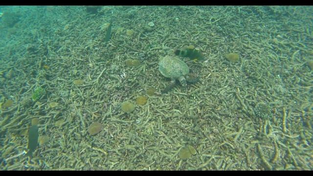 Koh Tao, Tanote Bay Snorkeling with Turtle, Northern Part смотреть онлайн