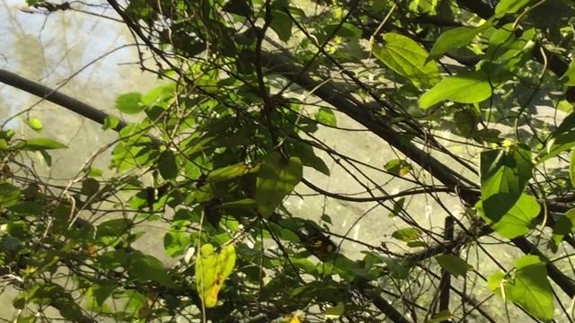 キシタアゲハ / Troides aeacus　台湾牛伯伯胡蝶園　2016/10/31 Butterfly of Taiwan, Xindian смотреть онлайн