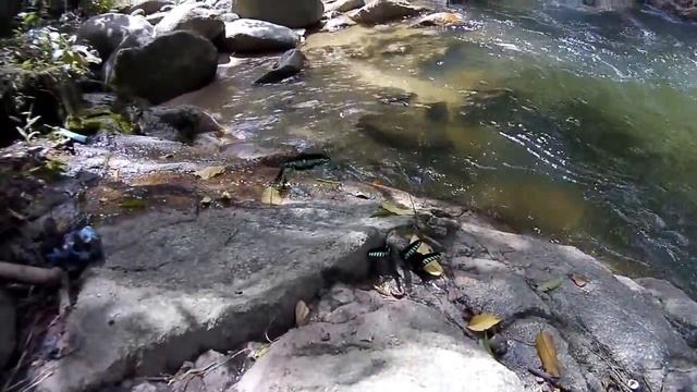 Rajah Brooke Birdwing butterflies смотреть онлайн