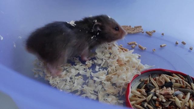 распаковка с валуек сирийские хомяки знакомьтесь Дуся: знакомьтесь Валера смотреть онлайн