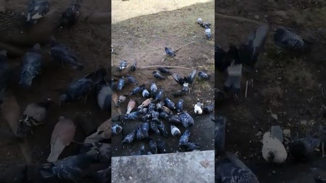Кафтархо смотреть онлайн