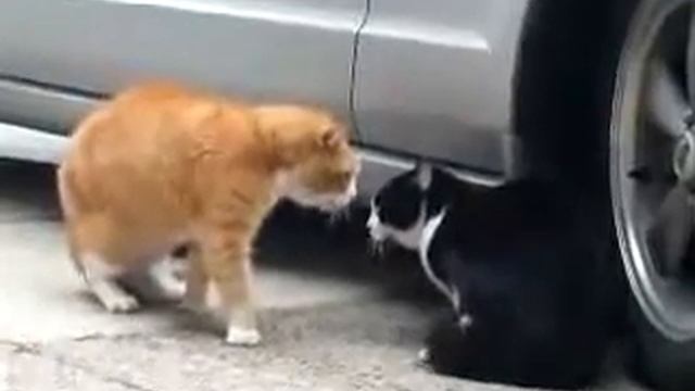 Мужской разговор котов Man-to-man talk of cats смотреть онлайн