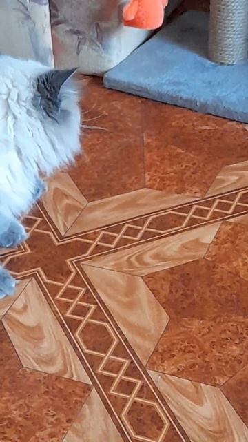 Наигралась?! Чихуахуа Пулька, шотландская кошка Буня и шиншилла Боцман. 04.09.2022. смотреть онлайн