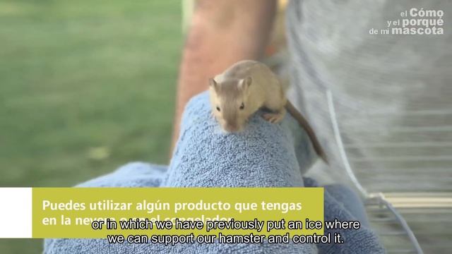 HAMSTERS: Heat stroke - symptoms and dealing. Part 2 смотреть онлайн