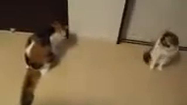 猫を撮っていたら、緊急地震速報が Earthquake Early WarningEEW) and Cats смотреть онлайн
