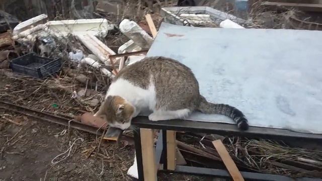 Кот на строящемся столе (01.12.2016) смотреть онлайн
