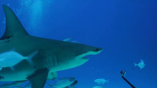 Great hammerhead shark in action смотреть онлайн