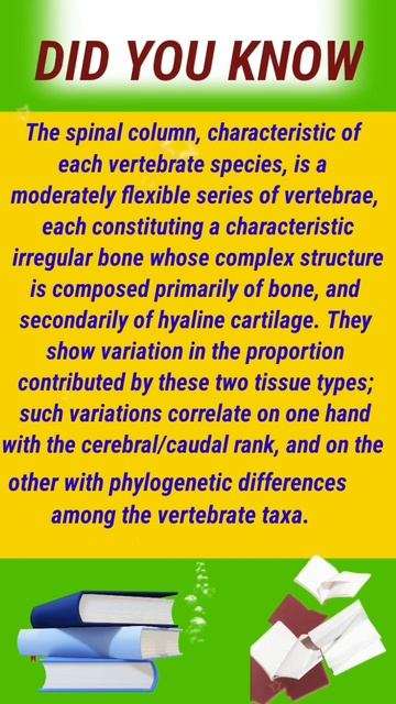 How many small ring-like vertebrae are there in the human vertebrae || Human Body ||#shorts смотреть онлайн