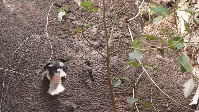 Kookaburra feeding on termites3 смотреть онлайн