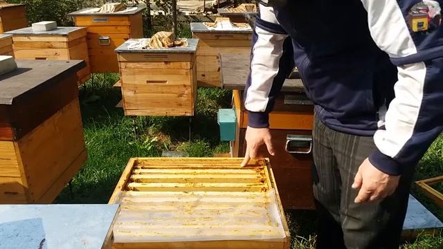 36. Ситуація в бджолиних сімях . Стан пасіки на 26 09 2017 смотреть онлайн