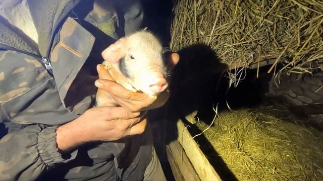30.01.24 Белая свинья опоросилась смотреть онлайн