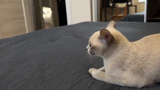 Кому подойдет/или точно нет бурманская кошка? смотреть онлайн