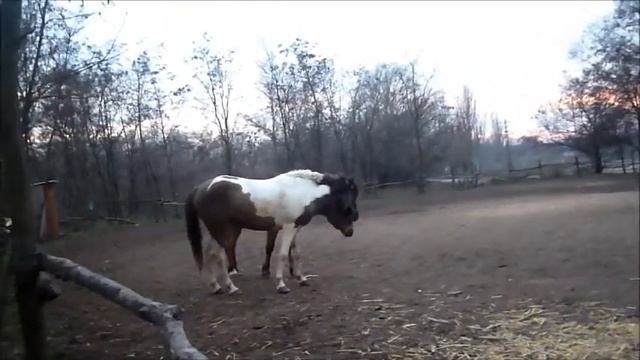 Лошади смотреть онлайн