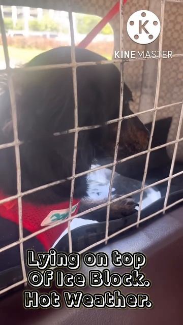 Poor Puppy, very behave at the back of Tuk Tuk II Ginger Duke II #shorts смотреть онлайн