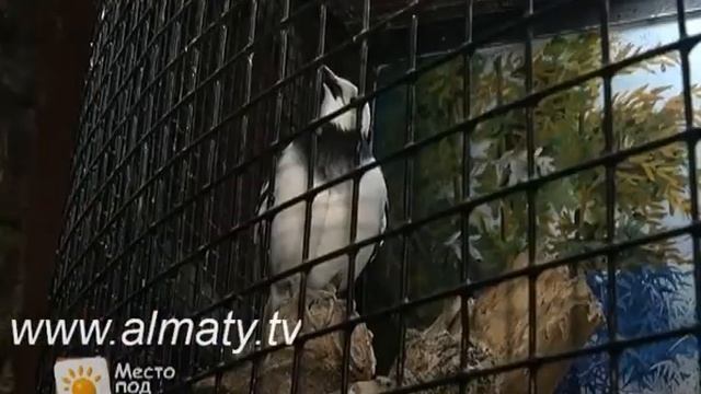 Скворец смотреть онлайн