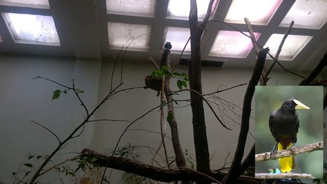 Kontyos Zacskómadár Crested Oropendola смотреть онлайн