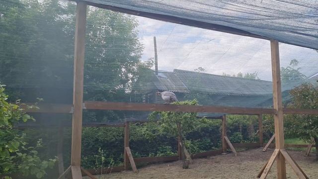 Цесарка орёт #guineafowlyelling#цесаркаорёт#guineafowl#цесарка#animals#животные#nature#природа#i#я смотреть онлайн