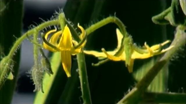 Amegilla asserta ~CLGross~8 Feb2014 смотреть онлайн