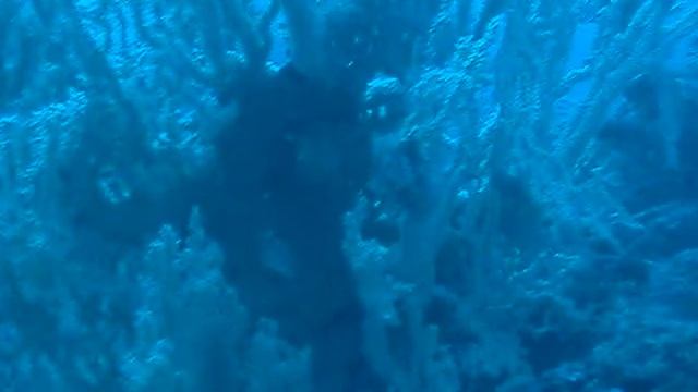 savalia savaglia Porto Cesareo смотреть онлайн