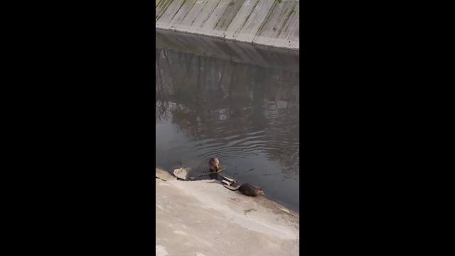 Bober kurwa / Реагирую на бобра (нутрию) как поляки. React to beaver (nutria) like a Pole смотреть онлайн