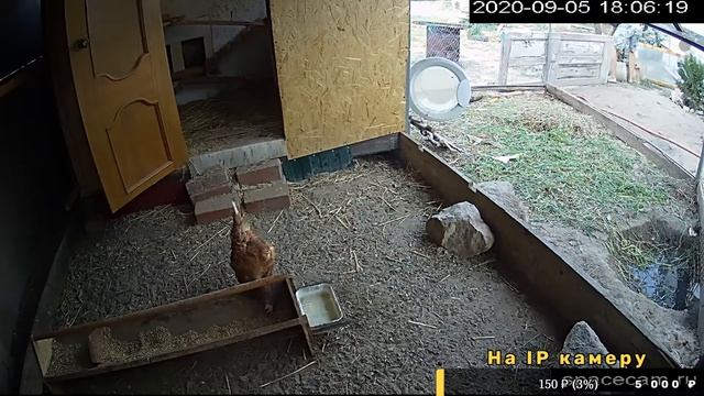 Курятник Онлайн \ Chicken Coop Online смотреть онлайн