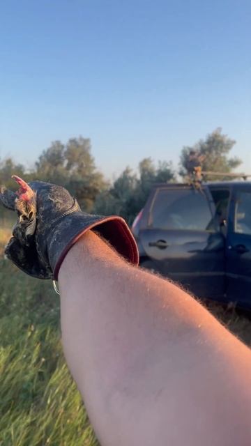 Ястреб тетеревятник,первый прилёт на руку без привязи ! смотреть онлайн