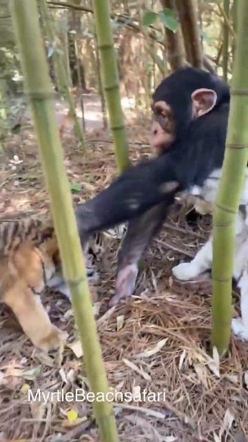 chimpanzee tiger love♥️♥️ смотреть онлайн