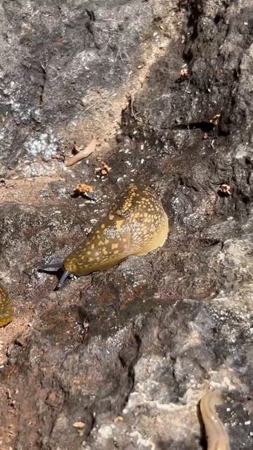 We found tons of slugs 🐌 #slugs #fyp смотреть онлайн