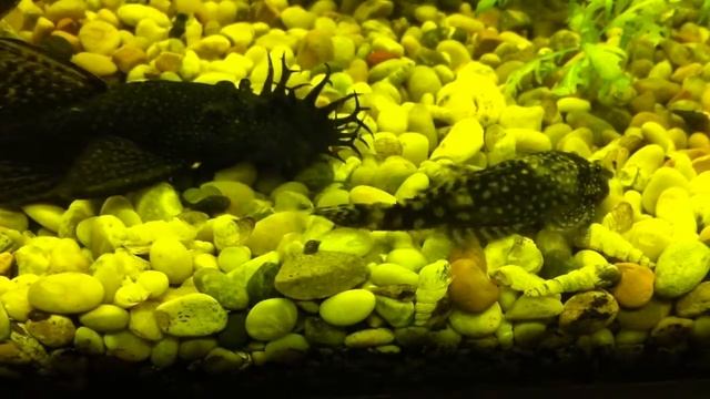 Ancistrus family смотреть онлайн
