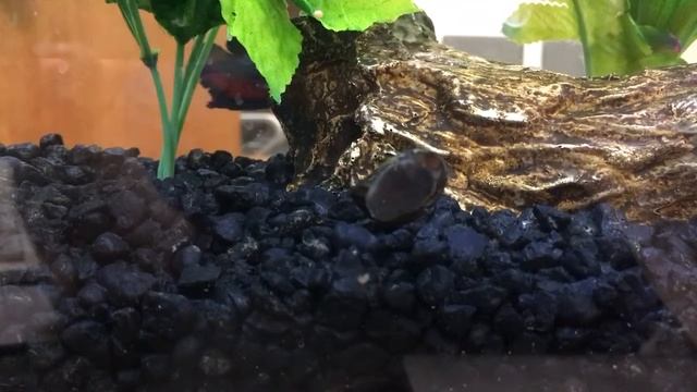 Snail Shenanigans смотреть онлайн